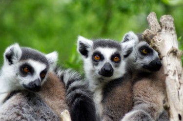 Photographie intitulée "suricates / meerkats" par Jarek Witkowski, Œuvre d'art originale