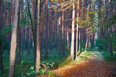 Fotografia intitolato "sentier forestier /…" da Jarek Witkowski, Opera d'arte originale