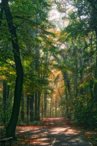 Fotografia intitolato "allée de parc / par…" da Jarek Witkowski, Opera d'arte originale