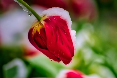 Photographie intitulée "tulipe de neige / s…" par Jarek Witkowski, Œuvre d'art originale