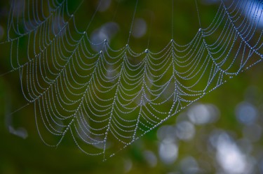 Fotografie getiteld "perles d'automne /…" door Jarek Witkowski, Origineel Kunstwerk