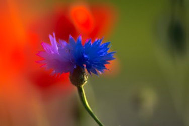 Fotografia intitolato "bleu et rouge / blu…" da Jarek Witkowski, Opera d'arte originale