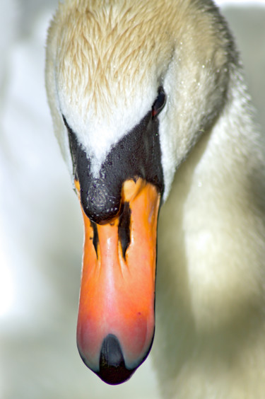 Photographie intitulée "regard de cygne / s…" par Jarek Witkowski, Œuvre d'art originale