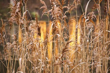 Fotografie mit dem Titel "temps d'or / golden…" von Jarek Witkowski, Original-Kunstwerk