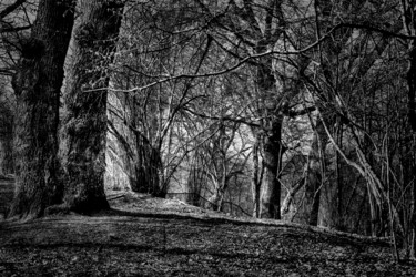 Fotografie getiteld "chênaie / Oak forest" door Jarek Witkowski, Origineel Kunstwerk