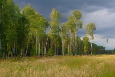 Fotografía titulada "forêt de bouleaux" por Jarek Witkowski, Obra de arte original