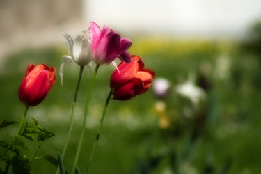 Fotografia zatytułowany „quatre tulipes” autorstwa Jarek Witkowski, Oryginalna praca