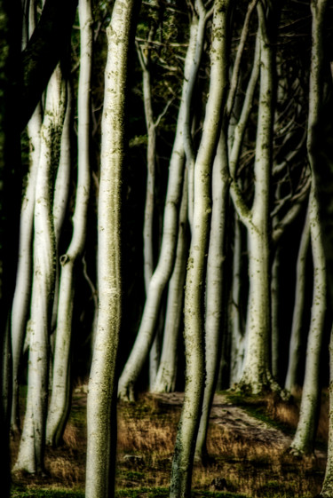 Photography titled "Forêt foncée" by Jarek Witkowski, Original Artwork