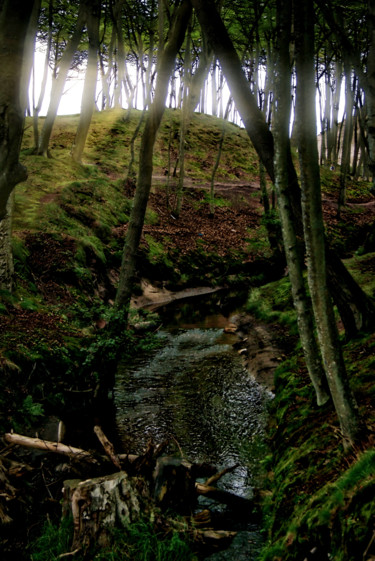Fotografia zatytułowany „ruisseau dans une f…” autorstwa Jarek Witkowski, Oryginalna praca