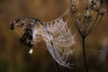 Fotografia zatytułowany „toile d'araignée” autorstwa Jarek Witkowski, Oryginalna praca