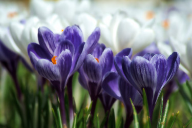 Photographie intitulée "défilé de crocus" par Jarek Witkowski, Œuvre d'art originale