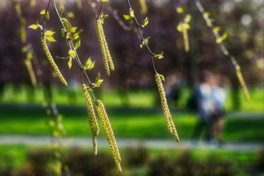 Photographie intitulée "quand les bouleaux…" par Jarek Witkowski, Œuvre d'art originale