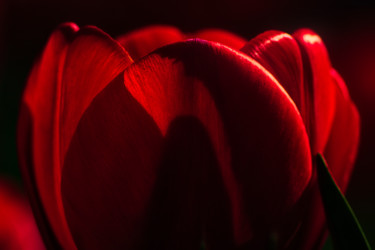 Photography titled "tulipe pleine d'émo…" by Jarek Witkowski, Original Artwork