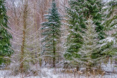 Photography titled "forêt d'hiver légèr…" by Jarek Witkowski, Original Artwork