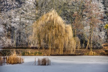 Fotografia zatytułowany „étang gelé dans le…” autorstwa Jarek Witkowski, Oryginalna praca