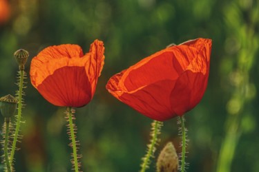 Photography titled "deux coquelicots ro…" by Jarek Witkowski, Original Artwork, Digital Photography
