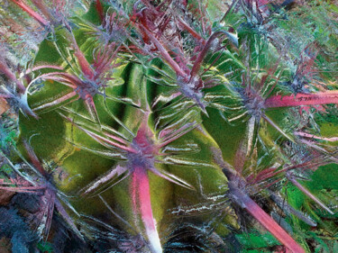 Arte digital titulada "Cactus/XL large ori…" por Javier Diaz, Obra de arte original, Fotografía manipulada