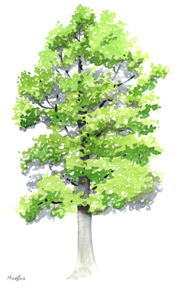 chopo.jpg (Javier Gutierrez Maestro)