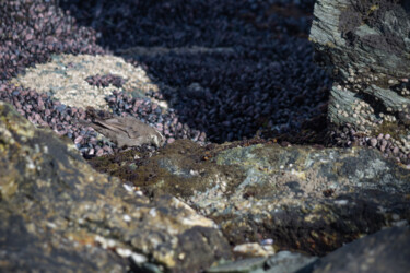 Photographie intitulée "Pájaro en una roca." par Jaz Mendi, Œuvre d'art originale, Photographie numérique