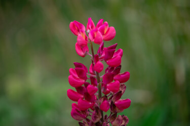 Fotografia zatytułowany „Lupino Fucsia” autorstwa Jaz Mendi, Oryginalna praca, Fotografia cyfrowa