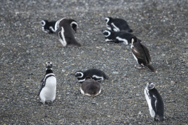 Fotografia intitolato "Pingüinos 2" da Jaz Mendi, Opera d'arte originale, Fotografia digitale