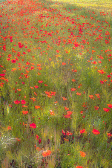 Photography titled "Coquelicots infinis" by Jean-Christophe Mandelli, Original Artwork, Digital Photography