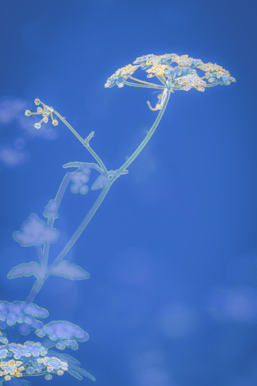 Photography titled "fleurs de prairie" by Jean-Christophe Mandelli, Original Artwork, Digital Photography