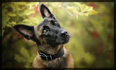 Фотография под названием "Le chien fier" - Jc Nicolai / Ialokinne, Подлинное произведение искусства, Манипулированная фотогр…