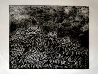 Отпечатки и Гравюры под названием "L'oranger du Mexique" - Jean-Christophe Sylvos, Подлинное произведение искусства, гравюра