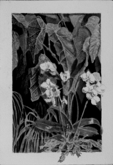 Drawing titled "Orchidées, kalenkoe…" by Jean-Christophe Sylvos, Original Artwork, Ink