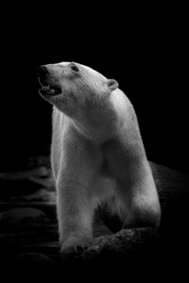 Fotografía titulada "Polar Bear" por Jean Charles Ouvrard, Obra de arte original, Fotografía digital