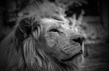 Photography titled "Lion" by Jean Charles Ouvrard, Original Artwork, Digital Photography Mounted on Aluminium