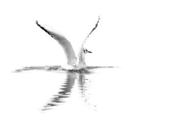 Фотография под названием "X-bird" - Jean Charles Ouvrard, Подлинное произведение искусства, Цифровая фотография Установлен н…