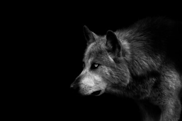 Photography titled "Loup noir" by Jean Charles Ouvrard, Original Artwork, Digital Photography Mounted on Aluminium