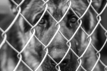Photography titled "caged dog" by J.Curry, Original Artwork