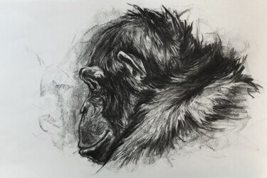 Dessin intitulée "Portrait de chimpan…" par Jean-Baptiste De Poret, Œuvre d'art originale, Fusain