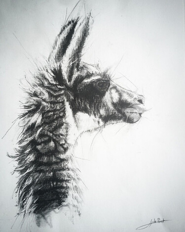 Dessin intitulée "Lama" par Jean-Baptiste De Poret, Œuvre d'art originale, Fusain