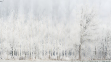 Fotografía titulada "foret  dans le brou…" por Jean Christophe Sanz, Obra de arte original, Fotografía analógica