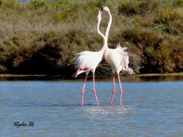 Photographie intitulée "Flamands rose" par Slydes, Œuvre d'art originale, Photographie numérique