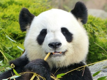 Photographie intitulée "Panda" par Slydes, Œuvre d'art originale, Photographie numérique