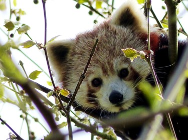 Photographie intitulée "Panda roux" par Slydes, Œuvre d'art originale, Photographie numérique