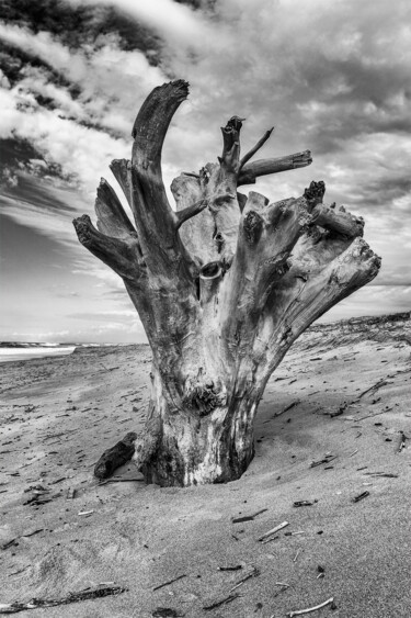 Photographie intitulée "ECLOSION" par Jean Claude Lataste, Œuvre d'art originale, Photographie numérique