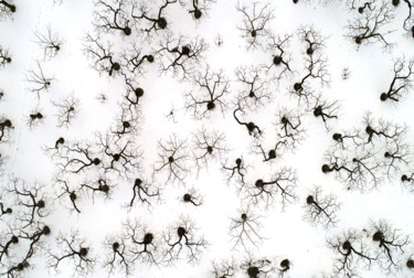 Fotografie getiteld "Abricotiers en hiver" door Jean-Claude Mathier, Origineel Kunstwerk, Niet gemanipuleerde fotografie