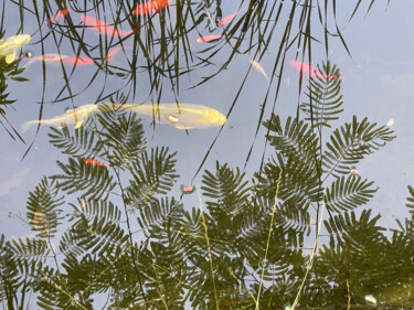 Photographie intitulée "Décor poissonneux" par Jean-Claude Mathier, Œuvre d'art originale, Photographie numérique