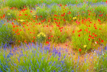 Fotografía titulada "Lavande" por Jean-Claude Mathier, Obra de arte original, Fotografía digital