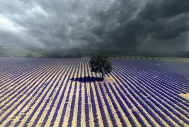 Photographie intitulée "Champs de lavande 3" par Jean-Claude Mathier, Œuvre d'art originale, Photographie numérique