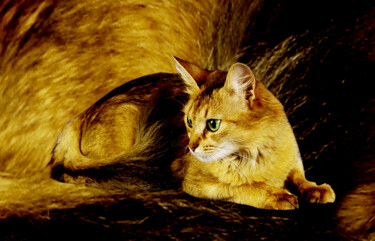 Photographie intitulée "chat d" par Jean-Claude Mathier, Œuvre d'art originale, Photographie numérique
