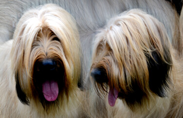 Photography titled "Chiens 2" by Jean-Claude Mathier, Original Artwork, Digital Photography