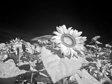 Photography titled "Sunflowers" by Jean-François Dupuis, Original Artwork