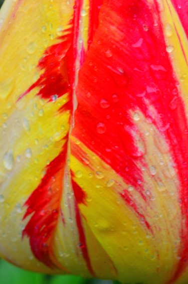 Photographie intitulée "Peau de tulipe" par Jean-Guy Alarie, Œuvre d'art originale, Photographie non manipulée